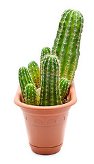 Image showing Cactus Pot