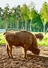 Image showing Aurochs In Wildlife Sanctuary