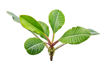 Image showing Green Leaves