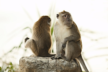 Image showing Macaque Monkey