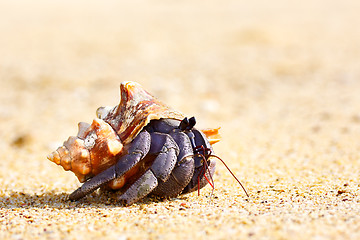 Image showing Hermit Crab