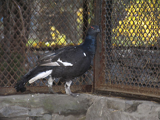 Image showing Black grouse male