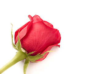 Image showing Red Rose Bud