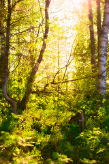 Image showing Sunshine in Forest