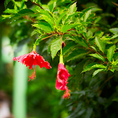 Image showing Red Hibiscus