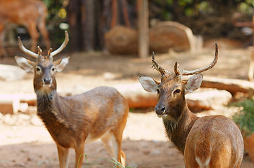 Image showing Siamese Eld's deers