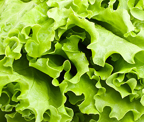 Image showing Green Lettuce