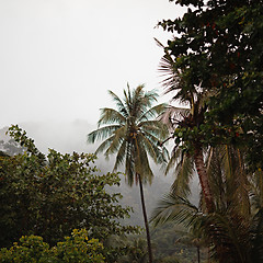 Image showing Jungle Under Rain