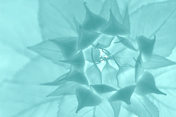 Image showing Abstract Floral