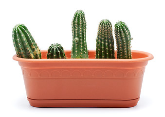 Image showing Cactus Pot