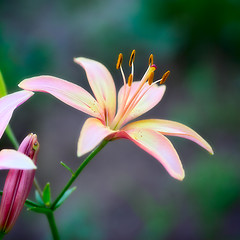 Image showing Pink Lilies