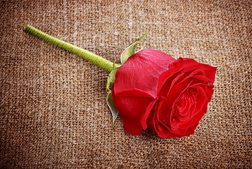 Image showing Red Rose