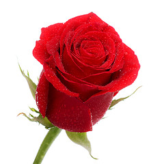 Image showing Red Rose Bud