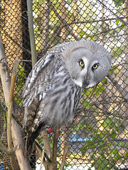 Image showing Great gray owl