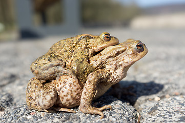 Image showing Mating toads