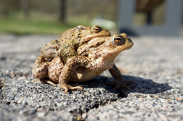 Image showing Mating toads