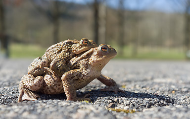 Image showing Mating toads