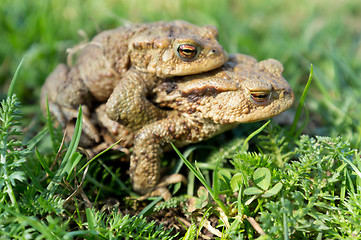 Image showing Mating toads