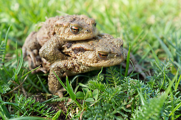 Image showing Mating toads