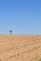 Image showing Dry field