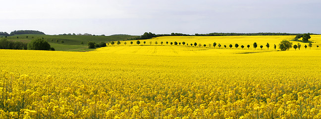 Image showing rape field-panorama