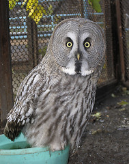 Image showing Great gray owl