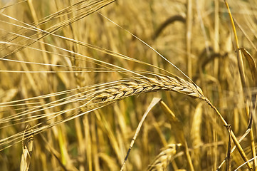 Image showing Ear of rye