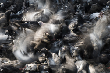 Image showing Group of pigeons feeding