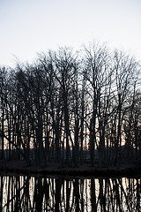 Image showing Silhouette trees on waterfront