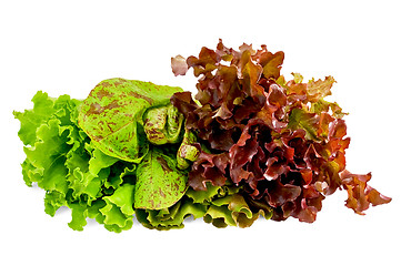 Image showing Lettuce green, spotted and red