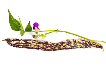 Image showing Mottled purple pod beans with a flower