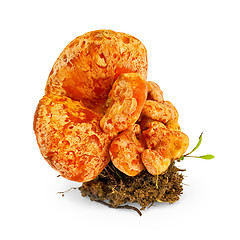 Image showing Mushroom saffron