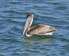 Image showing Pelican