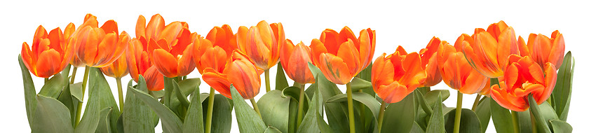 Image showing Orange Tulips