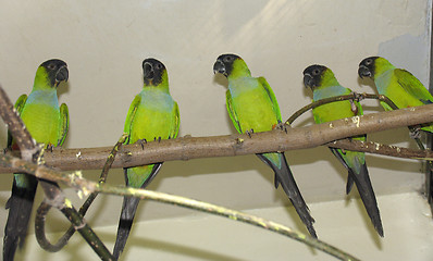 Image showing Black-heard parrot