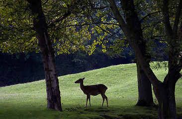 Image showing A deer