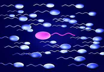 Image showing Sperm