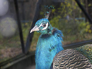 Image showing Peacock