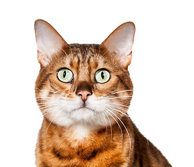 Image showing Bengal kitten looking shocked and staring