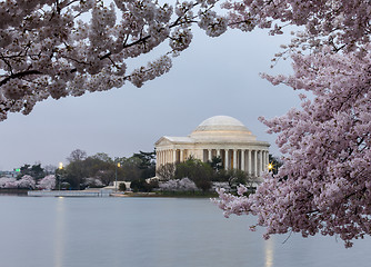 Image showing Floodlit Jefferson Memorial and cherry blossom