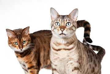 Image showing Two Bengal kittens looking shocked and staring