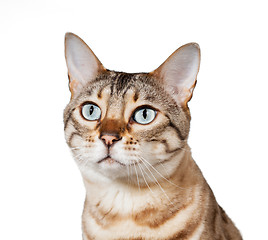 Image showing Bengal kitten looking plaintively into air