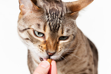 Image showing Bengal kitten being fed with treat from fingers