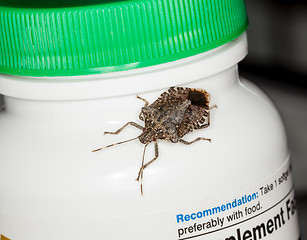 Image showing Stink or shield bug on bottle of vitamins