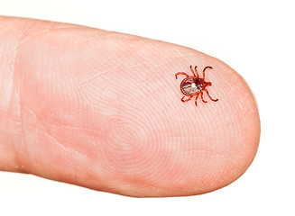 Image showing Lone star or seed tick on finger