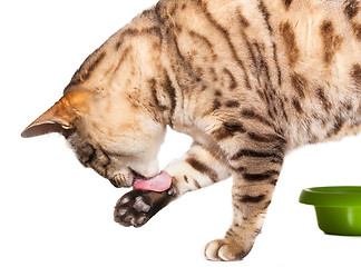 Image showing Bengal cat licking its paw after food
