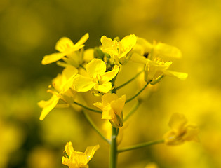 Image showing Canola flower used for oil and energy