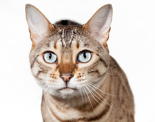 Image showing Bengal kitten looking shocked and staring