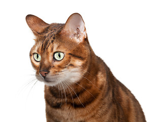 Image showing Bengal kitten looking shocked and staring