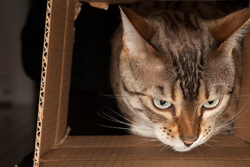 Image showing Bengal cat peering through cardboard box